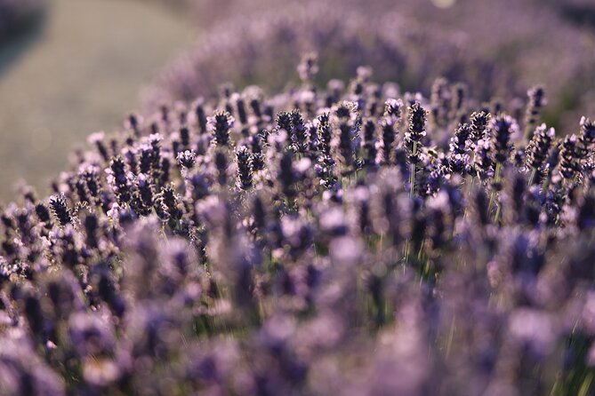 Aroma sampling of 5 Bulgarian Lavender varieties at DiVes Winery - Lavender in Bulgaria, Explained in Plain Human Terms