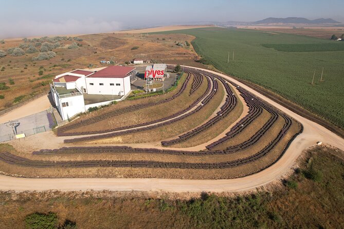 Aroma sampling of 5 Bulgarian Lavender varieties at DiVes Winery - Starting at DiVes Estate Winery, What Your Time Will Feel Like