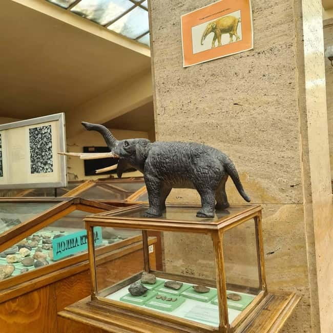 Audio Guide for Museum Paleontology and Historical Geology - The museum’s fossil collection and geological maps: what the audio guide helps you catch