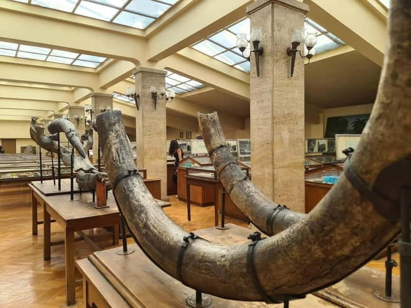 Audio Guide for Museum Paleontology and Historical Geology - Deinotherium under the dome: the centerpiece you will remember