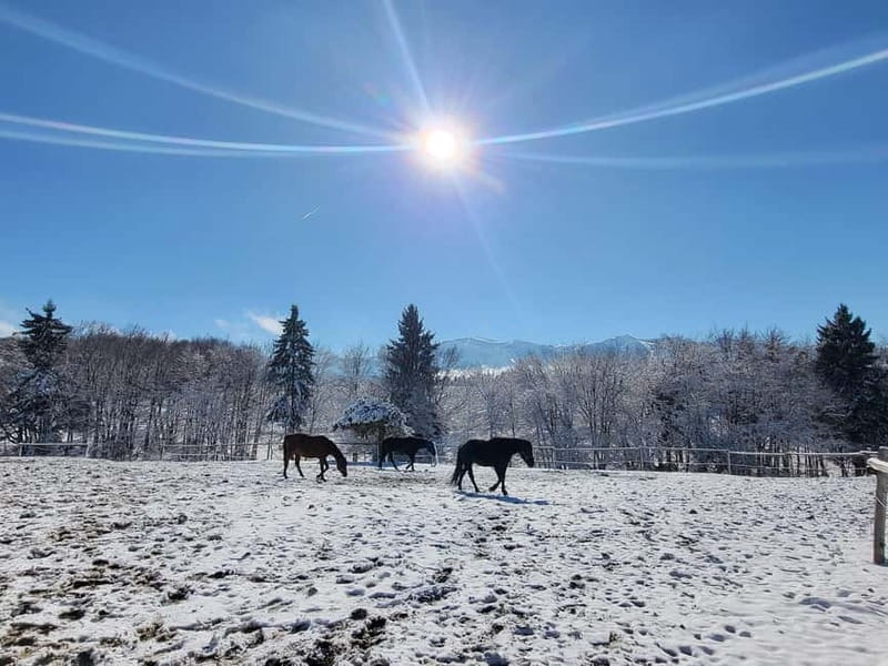 Borovets: Horse Riding Experience - Who this horse ride is best for