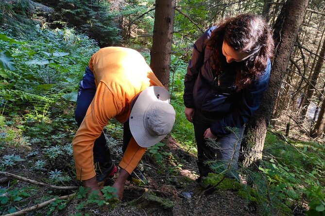 Culinary Adventure To The Fungi And Botanical Kingdom Of Bulgaria - From pickup to picnic: the 4-hour rhythm in the Bulgarian mountains