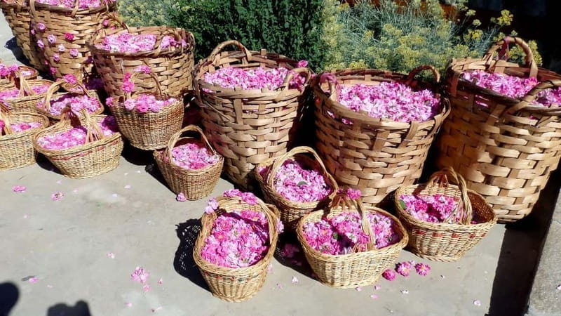 From Sofia: The Rose Valley & Koprivshtitsa 12 hrs Day Tour - Key highlights you’ll care about