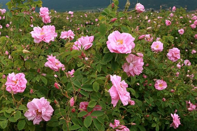From Sofia:The Valley of the Roses&Koprivshtitsa Small Group Tour - Shipka Monument, Memorial Temple views, and the mountain perspective