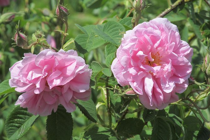 Kazanlak-Rose Valley-Valley of the Thracian Kings - private tour from Plovdiv - Key highlights worth your attention