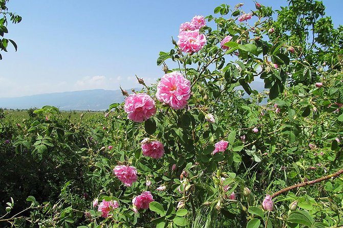 Kazanlak-Rose Valley-Valley of the Thracian Kings - private tour from Plovdiv - Time management: how the 7.5 hours actually feels