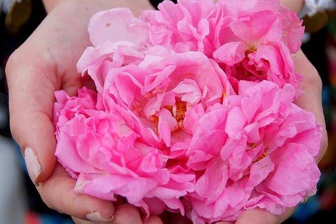 Picking Roses Workshop & Extracting Rose Oil in the Rose Valley - Key things I found most compelling
