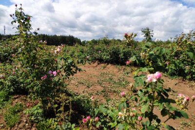 Private Access Rose Festival Kazanlak 05-07.06.2025
