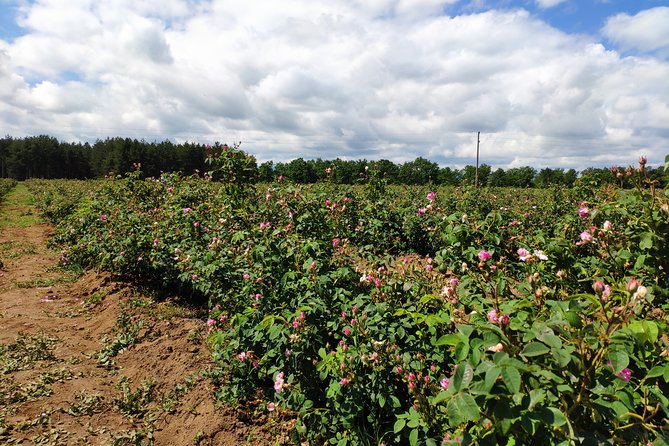 Private Access Rose Festival Kazanlak 05-07.06.2025 - Should you book this private Rose Festival access?