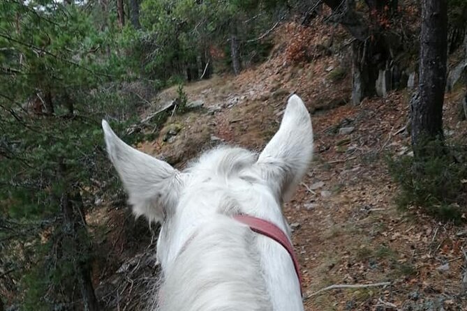 Private Cascades Waterfall Horseback Riding Tour from Smolyan - What Makes the Horses and Gear a Big Deal (Not Just a Detail)