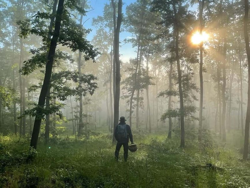 Sofia: Culinary Adventure To The Fungi And Botanical Kingdom - Pickup, Timing, and How the Day Actually Flows