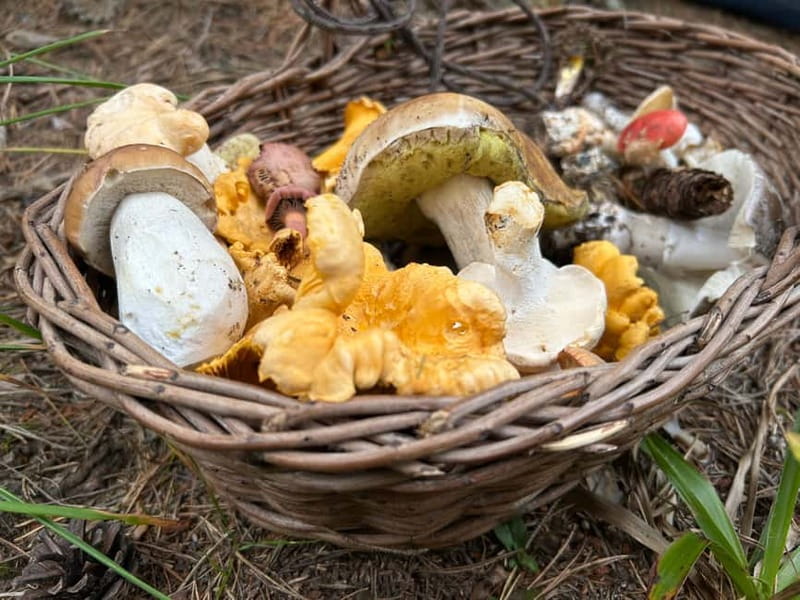 Sofia: Culinary Adventure To The Fungi And Botanical Kingdom - Your Guide in the Field: More Than Names