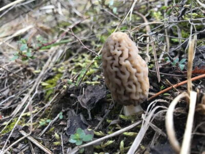 Culinary Adventure To The Fungi And Botanical Kingdom