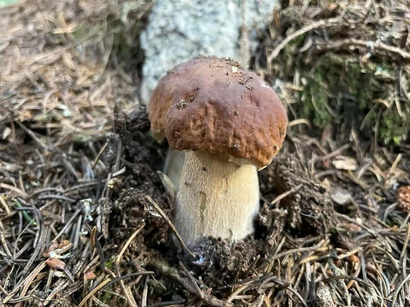 Sofia: Culinary Adventure To The Fungi And Botanical Kingdom - What to Bring So You Can Actually Enjoy It