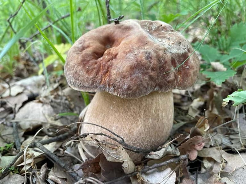 Sofia: Culinary Adventure To The Fungi And Botanical Kingdom - Price and Value: Is $90 Worth It?