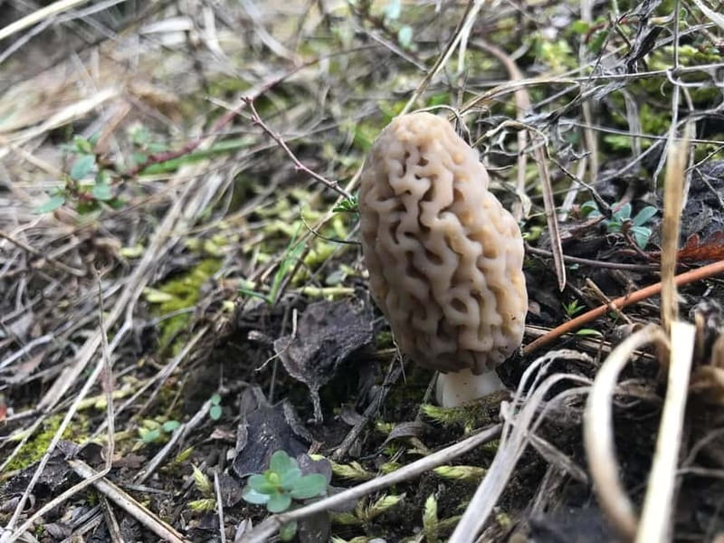Sofia: Culinary Adventure To The Fungi And Botanical Kingdom - The Mushroom and Botanical Photo Hunt: What You’re Looking For