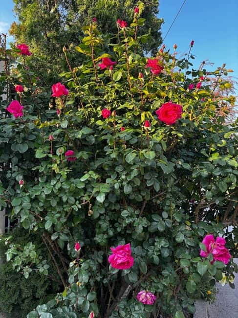 Sofia - Kazanluk Rose Valley & Oil Distillery Tour - Key Points You Will Actually Care About