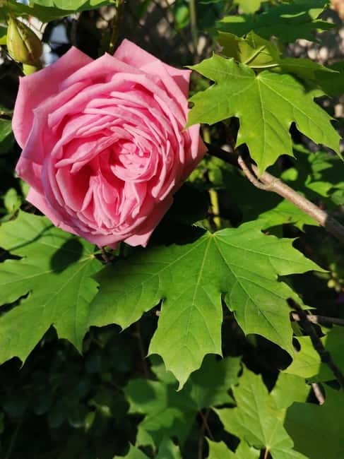 Sofia - Kazanluk Rose Valley & Oil Distillery Tour - Sofia To Kazanlak: Why This Rose Oil Day Trip Works