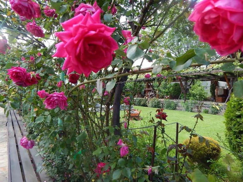 Sofia - Kazanluk Rose Valley & Oil Distillery Tour - The Road Break: Snacks, Local Stops, and Getting Your Bearings
