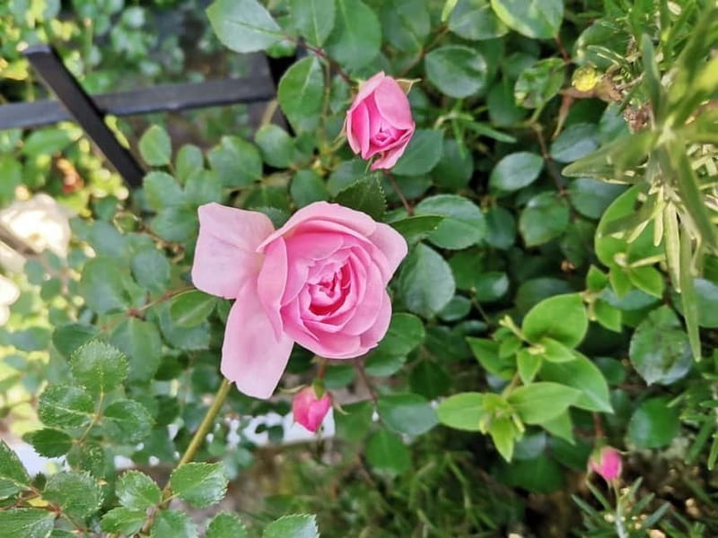 Sofia - Kazanluk Rose Valley & Oil Distillery Tour - Kazanlak Center and Rose Museum: A Meaningful Stop, Not a Tourist Trap
