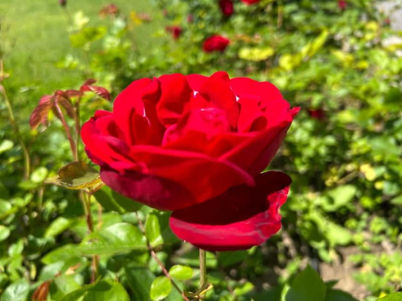 Sofia:The Highlights of Bulgaria - Rose Valley and Buzludzha - Who this tour is best for, and who should skip it