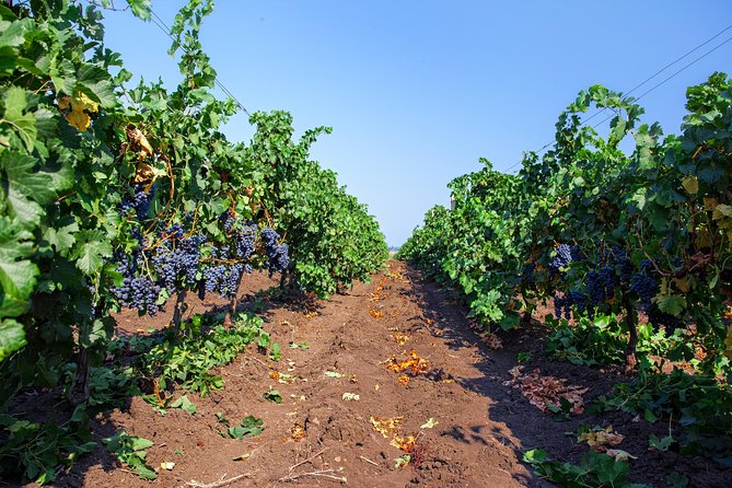 Special History And Wine Tour including Wine Tasting - Why DiVes Estate Winery feels different near Nessebar