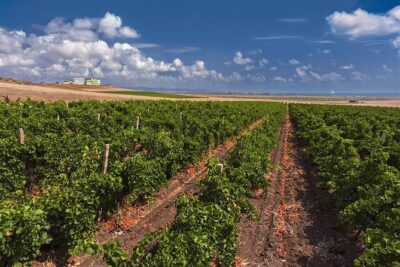 Special History And Wine Tour including Wine Tasting