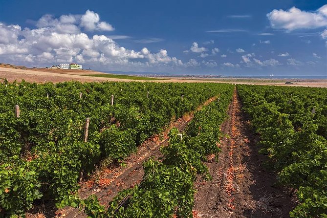 Special History And Wine Tour including Wine Tasting - What the guide actually does with you on the property