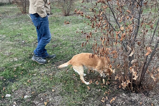 Truffle Hunting in Kyustendil - Truffle Hunting Around Kyustendil, the Real-Deal Food Experience