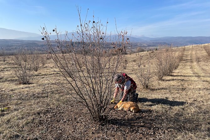 Truffle Hunting in Kyustendil - What You Actually Learn About Truffles, Beyond the Myth
